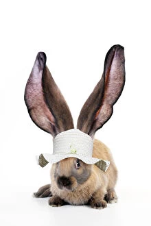 Images Dated 31st March 2020: RABBIT - English lop wearing hat