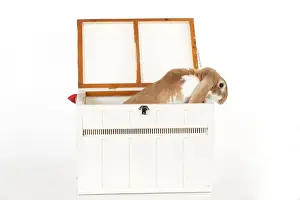 Lops Prints: RABBIT - English lop in wooden pet carrier