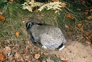 Rabbit - entering burrow