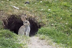 Images Dated 17th June 2012: Rabbit - at entrance to burrow