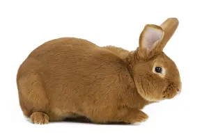 Fauve De Bourgogne Prints: Rabbit - Fauve de bourgogne - in studio