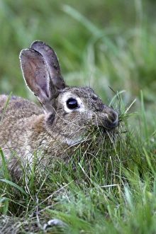 Rabbit - Female collecting grass to prepare the nest Rabbit - Female collecting grass to prepare the nest