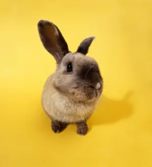 Odd Angle Prints: Rabbit - Fish eye lens