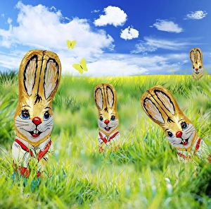 Images Dated 2nd May 2004: Rabbit - foil covererd chocolate easter rabbit in meadow scene Digital Manipulation