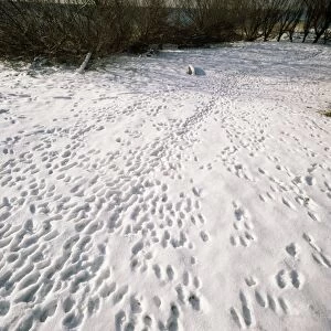 Rabbit Footprints - tracks in snow
