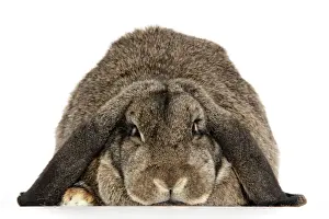 Rabbit Prints: Rabbit. French lop ( agouti )