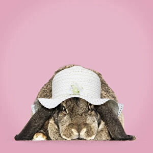 Bonnet Gallery: Rabbit. French lop ( agouti ) wearing Easter bonnet