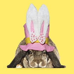 Bunny Gallery: Rabbit. French lop ( agouti ) wearing Easter top hat