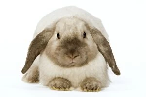 Images Dated 27th January 2009: Rabbit - French Lop / Belier