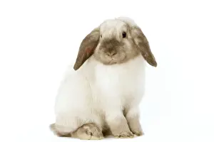 Lops Prints: Rabbit - French Lop / Belier