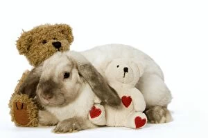 Images Dated 27th January 2009: Rabbit - French Lop / Belier with teddy bears in studio