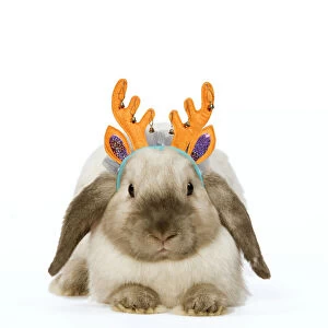 Rabbit - French Lop / Belier wearing Christmas antlers Date: 27-Jan-09
