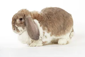 Images Dated 6th April 2009: Rabbit. Giant French lop rabbit