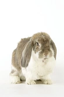 Images Dated 6th April 2009: Rabbit. Giant French lop rabbit