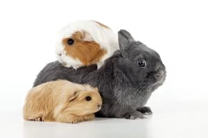 Images Dated 22nd January 2012: RABBIT & GUINEA PIG - Dwarf rabbit sitting with guinea pigs RABBIT & GUINEA PIG - Dwarf rabbit