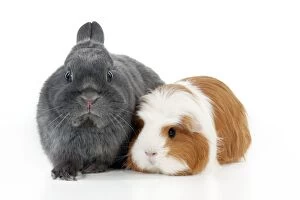 Images Dated 22nd January 2012: RABBIT & GUINEA PIG - Dwarf rabbit sitting with guinea pig RABBIT & GUINEA PIG - Dwarf rabbit