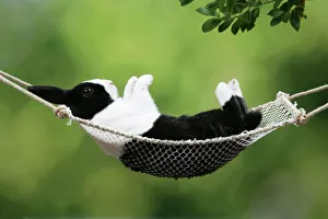 Small Pets Collection: Rabbit in a hammock
