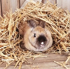 Rabbit hiding under straw with ears flat against back