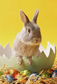 Images Dated 29th May 2009: Rabbit JD 13833 In egg with Easter Eggs © John Daniels / ARDEA LONDON