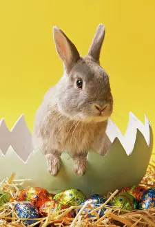 Easter Prints: Rabbit JD 13833 In egg with Easter Eggs © John Daniels / ARDEA LONDON
