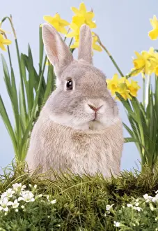 Rabbit JD 15610 With flowers © John Daniels / ARDEA LONDON