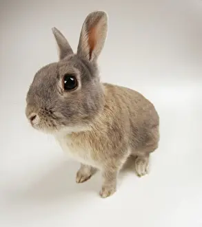 Curiosity Prints: Rabbit JD 15998 Fish-eye lens. © John Daniels / ARDEA LONDON