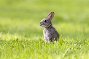 Images Dated 29th April 2009: Rabbit - juvenile in meadow