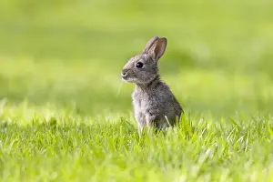 Rabbit - juvenile in meadow - Norfolk UK