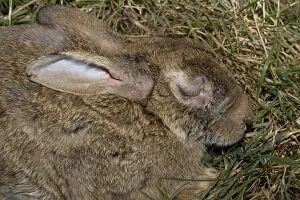 Images Dated 4th August 2005: Rabbit in late stages of Myxomatosis showing swelling around eyes, Cotswolds, UK