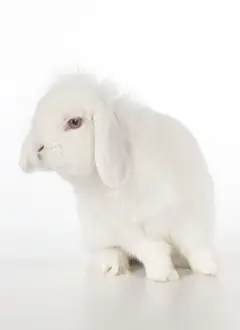 Lops Prints: RABBIT - Lion lop