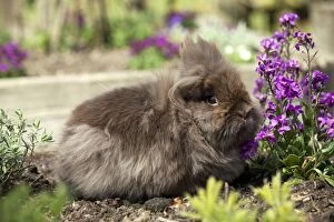 Images Dated 2nd May 2013: RABBIT - Lionhead rabbit