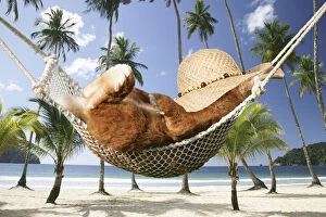 Images Dated 31st March 2020: Rabbit lying down in a hammock with hat