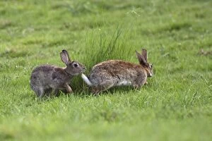 Images Dated 18th July 2005: Rabbit - Mating behaviour. France