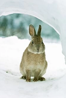 Sheltering Collection: Rabbit MI 632 In snow © Masahiro Iijima / ardea.com