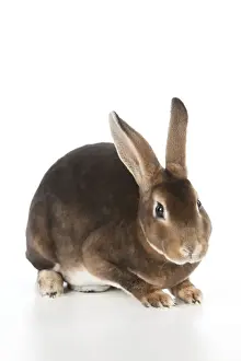 Dwarfs Prints: RABBIT - Mini castor rex