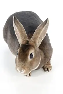 RABBIT - Mini castor rex