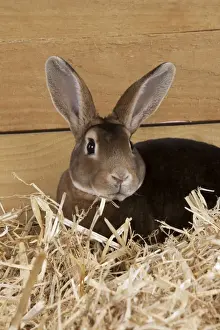 Minatures Prints: RABBIT - Mini castor rex sitting in straw