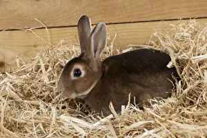 RABBIT - Mini castor rex sitting in straw