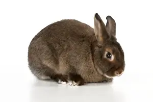 RABBIT - Mini castor satin