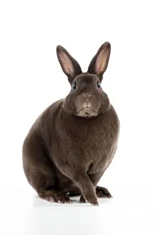 Dwarf Prints: RABBIT - Mini havana rex