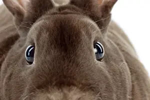 Dwarf Prints: RABBIT - Mini havana rex (head shot, close up)