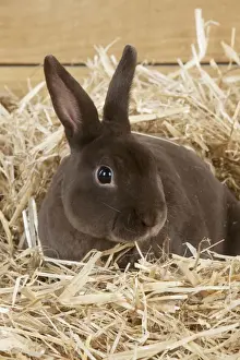Minatures Prints: RABBIT - Mini havana rex sitting in straw
