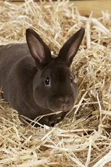 RABBIT - Mini havana rex sitting in straw