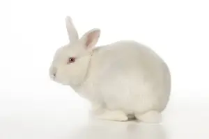 Mini Prints: RABBIT - Mini ivory satin