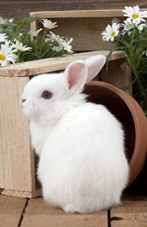 RABBIT - Mini Ivory Satin Rabbit