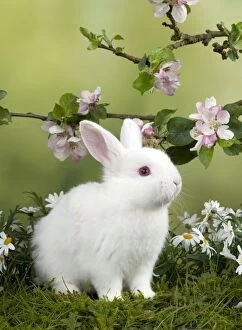 Easter Collection: RABBIT - Mini Ivory Satin Rabbit - sitting in flowers under blossom