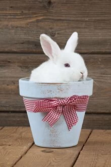 Easter Collection: RABBIT - Mini Ivory Satin Rabbit - sitting in flower pot