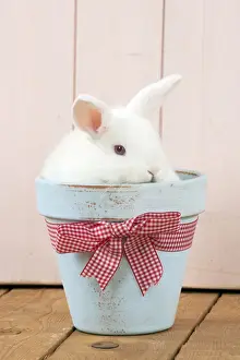 Flower Pot Prints: RABBIT - Mini Ivory Satin Rabbit - sitting in flower pot
