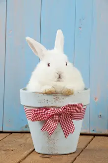 RABBIT - Mini Ivory Satin Rabbit - sitting in flower pot