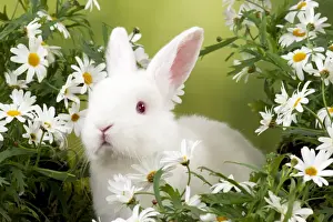 RABBIT - Mini Ivory Satin Rabbit - sitting in flowers